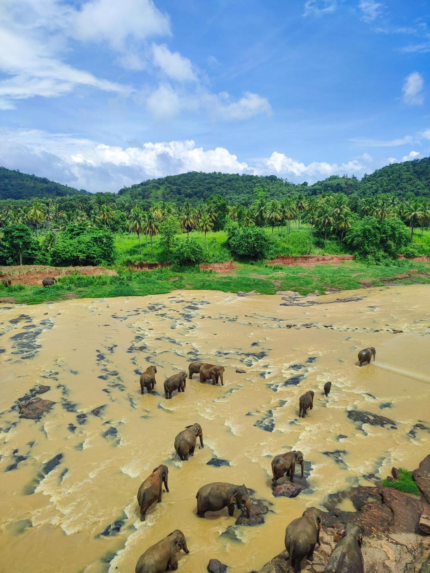 Hotel Elephant Park "Grand Royal Pinnalanda" Pinnawala  Ngoại thất bức ảnh