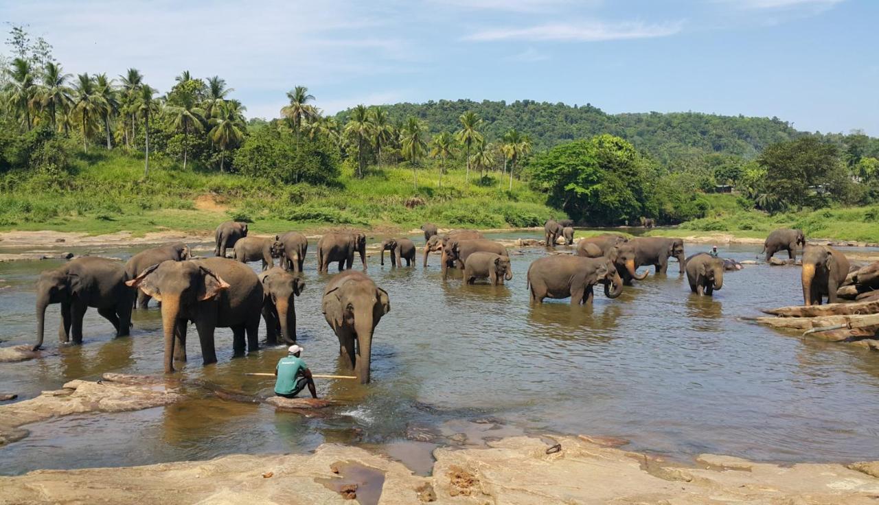 Hotel Elephant Park "Grand Royal Pinnalanda" Pinnawala  Ngoại thất bức ảnh